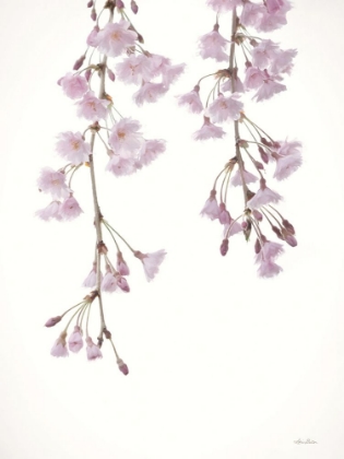 Picture of WEEPING CHERRY ON WHITE II