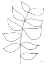 Picture of LEAF SKETCH 3