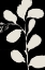Picture of BOTANICAL SILHOETTE II 