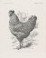 Picture of VINTAGE FARM LIFE III