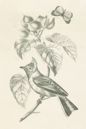 Picture of FRENCH BIRD DRAWING