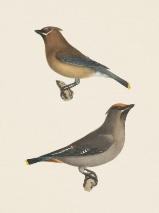 Picture of CEDAR WAXWINGS BRIGHT