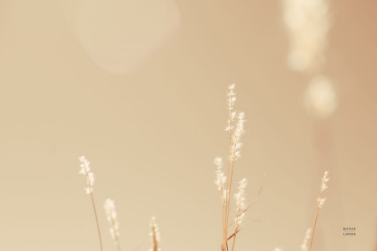 Picture of LAKESIDE GRASSES I