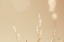 Picture of LAKESIDE GRASSES I