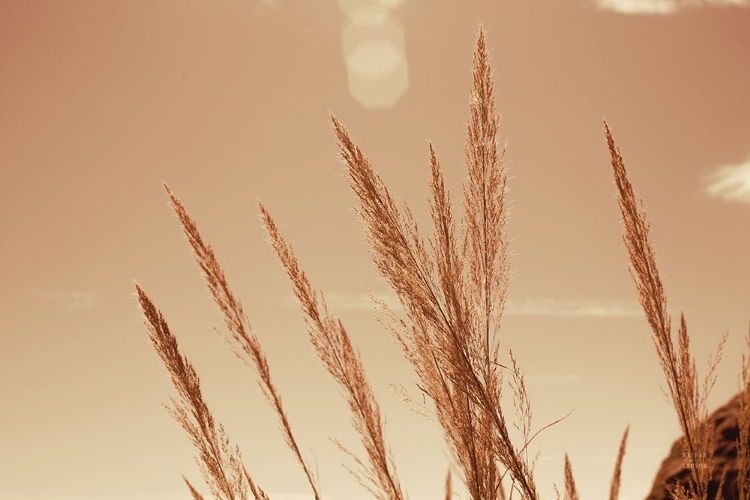 Picture of LAKESIDE GRASSES VI