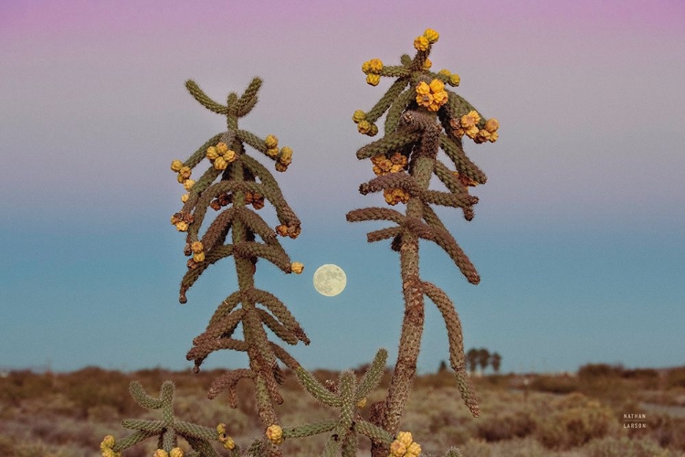 Picture of DESERT MOONRISE