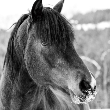Picture of WINTER HORSE I