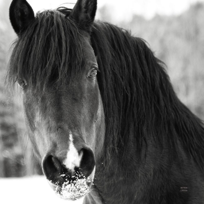 Picture of WINTER HORSE II
