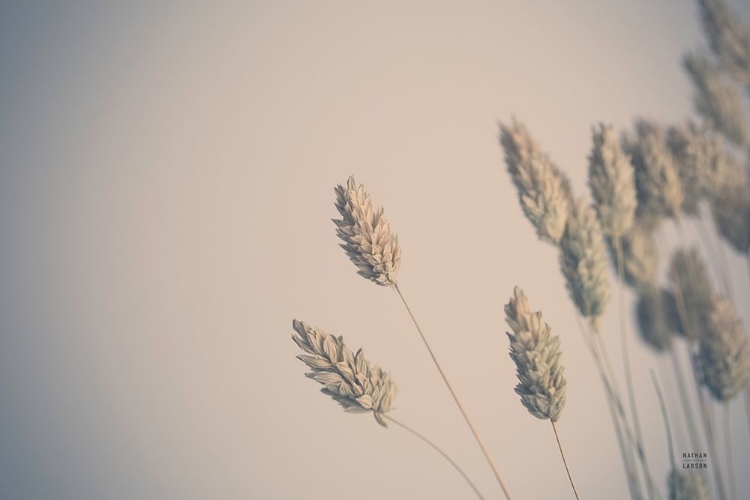 Picture of DRIED GRASS STUDY