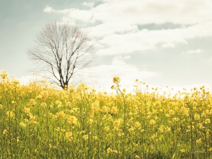 Picture of YELLOW MEADOW