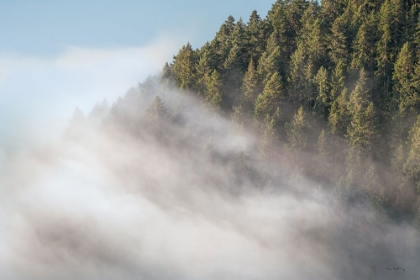 Picture of FOG AND FOREST I