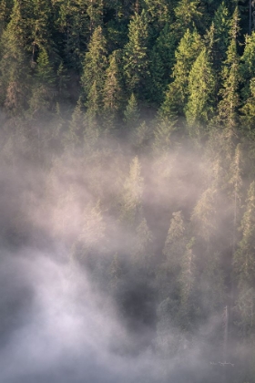 Picture of FOG AND FOREST II