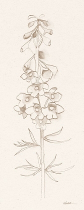 Picture of DELPHINIUM I