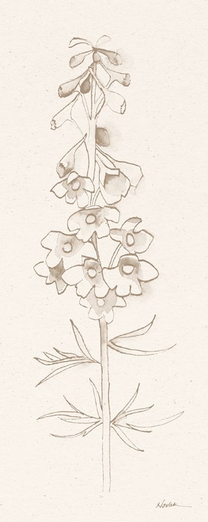 Picture of DELPHINIUM I