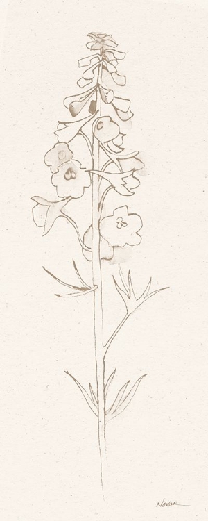 Picture of DELPHINIUM II