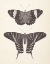Picture of PAPILLONS I NEUTRAL