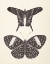 Picture of PAPILLONS II NEUTRAL