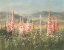 Picture of WILD FOXGLOVE MEADOW