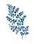 Picture of MAIDENHAIR FERN