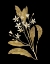 Picture of GOLD BOTANICAL V ON BLACK