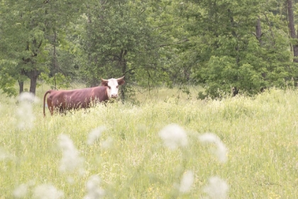 Picture of SUMMER FARM II