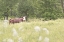Picture of SUMMER FARM II