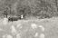 Picture of SUMMER FARM II BW