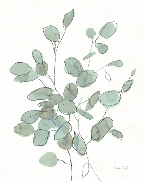 Picture of TRANSPARENT LEAVES EUCALYPTUS