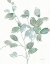 Picture of TRANSPARENT BRANCH EUCALYPTUS