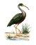 Picture of WATER BIRDS I