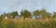 Picture of RURAL PANORAMA II