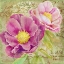 Picture of PEONY GARDEN II