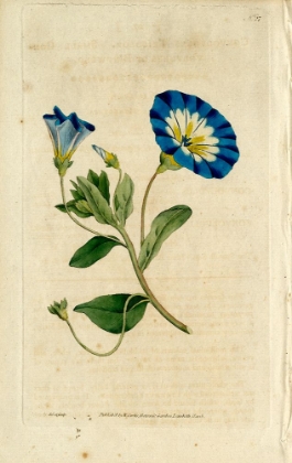 Picture of BLUE FLOWER