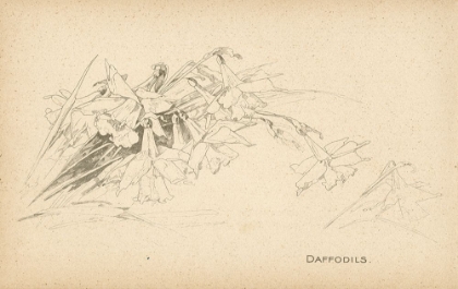 Picture of DAFFODILS