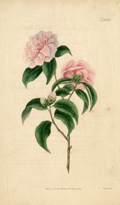 Picture of PINK ROSE