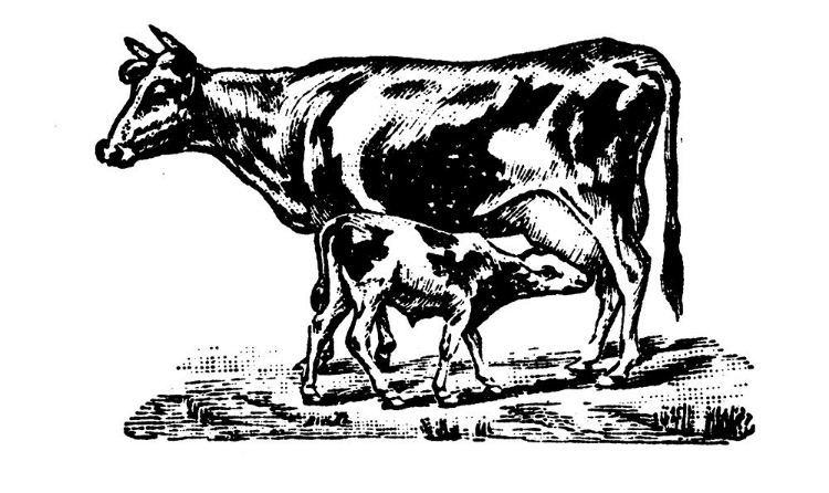 Picture of COW AND CALF