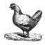 Picture of WHITE CHICKEN
