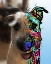 Picture of BRENDA TURRENTINE_DEXTER