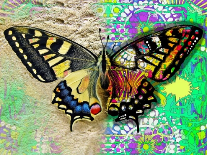 Picture of EXPOSED BUTTERFLY