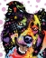Picture of BORDER COLLIE