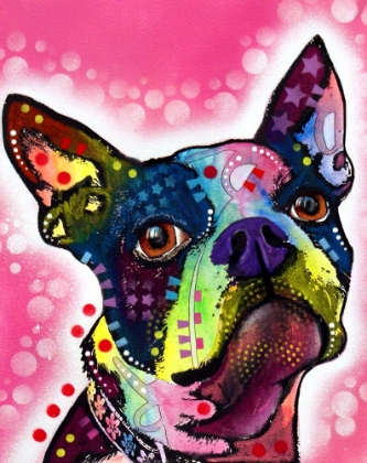 Picture of BOSTON TERRIER