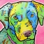 Picture of LABRADOR