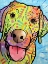 Picture of SUNNY