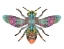 Picture of TRANSVERSE BEE