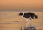 Picture of 336