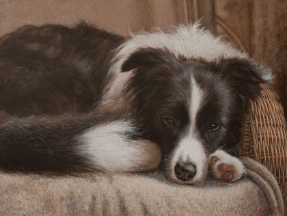 Picture of 396 BORDER COLLIE