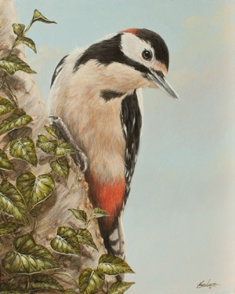 Picture of WOODPECKER AND IVY