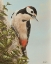 Picture of WOODPECKER AND IVY