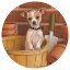 Picture of CHIHUAHUA IN BASKET