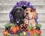 Picture of SWEET HALLOWEEN COUPLE PUPPIES